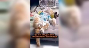 У кота цікаве життя з водієм автобуса