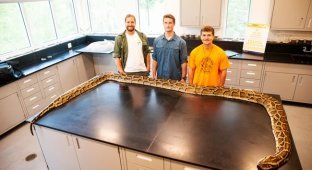 Бирманский питон: тысячи гигантских змей ломают природу США (7 фото)