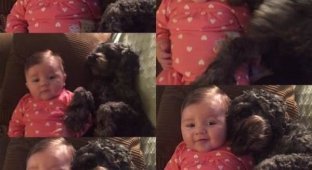 A dog saved an 8-month-old girl at the cost of her life (5 photos + 1 video)