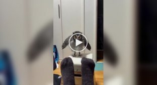 An owl's reaction to feet in socks