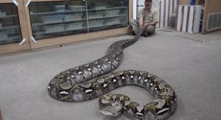 Сетчатый питон: Именно он, а не анаконда, — крупнейшая змея планеты. Какие стадии проходит этот монстр по мере роста? (9 фото)