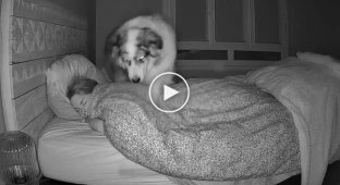 Hidden camera showed what a dog does at night