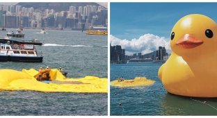 Гигантский желтый утенок в Гонконге сдулся на глазах у зрителей (3 фото + 1 видео)