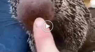 Пииип. Как понять, что ты хороший друг для животных