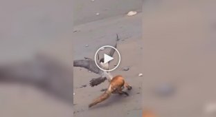 Unusual fight: a fox managed to dodge a falcon three times in a row