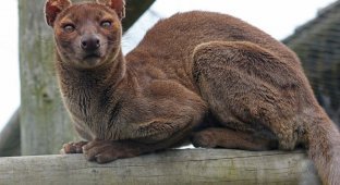 Фосса: хищник Мадагаскара, который морочил голову учёным 200 лет (8 фото)