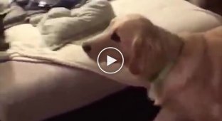 Man dressed up as his dog's favorite toy