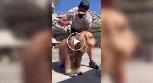 A dog met Chewbacca at an amusement park