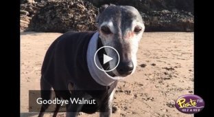 Farewell walk with the dog on the beach