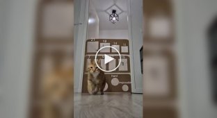 Наскільки вузький отвір може пролізти кіт