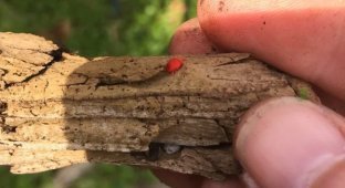 Red beetle: everyone saw it, but didn’t pay attention (8 photos)