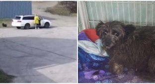 In Primorye, a woman threw a lame dog on the road (2 photos + 4 videos)