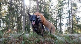 The dog who found a red friend in the forest and for whom he ran there every day (5 photos)