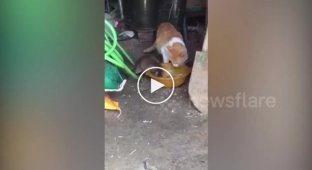 Наглая крыса ест из одной миски с кошкой