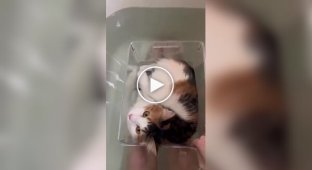 An original way to lie in the bath with a cat