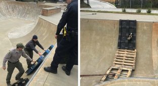 Полицейским пришлось проявить изобретательность, чтобы спасти маленького скунса (7 фото + 1 видео)