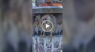 Зрелище не для слабонервных