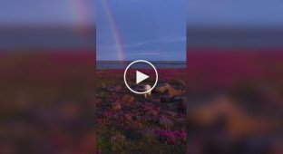 Белые медведи среди цветов