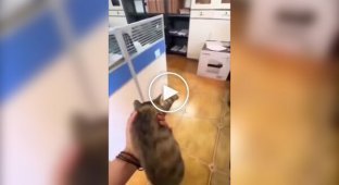 Дівчина скористалася послугами вуличного кота