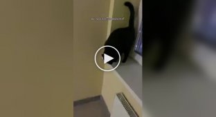 The ideal cat "tygydyk"