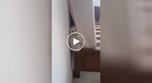 The cat hid from the owner's vacuum cleaner