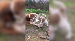 Two puppies fighting over a large bone