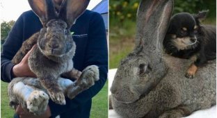 Flanders - giants among rabbits (12 photos + 2 videos)