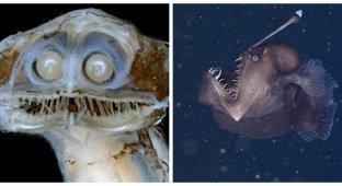 25 of the worst nightmares from the ocean depths (26 photos)