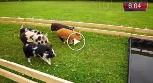 Annual pig race in Britain