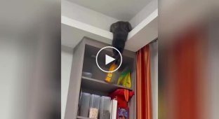 Кошка ловко достала вкусняшки с верхней полки