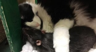 Cat, dog and rat refuse to be separated (5 photos)