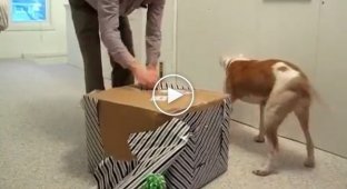 The owners gave a gift to the dog who is fighting the disease