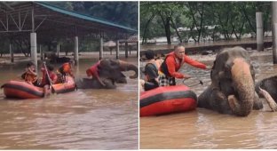 Более 100 слонов пришлось срочно эвакуировать в Таиланде (2 фото + 3 видео)