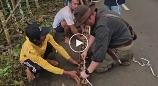 В Индонезии нашли рекордного сетчатого питона длиной 7,2 метра