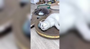 Груповий сеанс масажу для котиків
