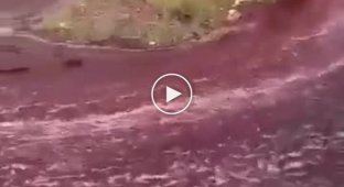 Река из вина в Португалии попала на видео