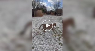 Гепарды гоняются за мячом