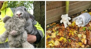 В Великобритании спасли кролика, оставленного с плюшевым медвежонком на обочине дороги (6 фото)