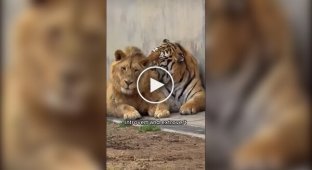 Все коты одинаковые