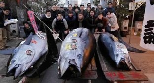 В Китае огромную рыбину продали за 323 тысячи долларов (1 фото)