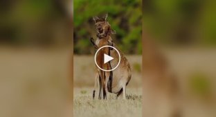 Самка кенгуру воссоединилась с детенышем