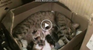 Бездомная кошка попросилась в дом, чтобы родить котят