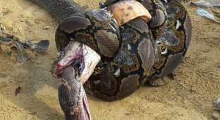 Когда в схватке нет победителя: королевская кобра против сетчатого питона (3 фото)
