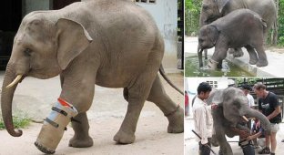Камбоджийские ветеринары сконструировали протез для слона (14 фото + 1 видео)