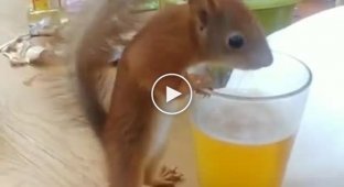 In the Odessa region, a squirrel went out to people to drink beer and eat fish
