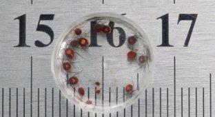 Water mites: a couple of facts about them (9 photos)