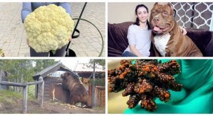 There is never too much good: 27 giants and giants of all stripes (28 photos)