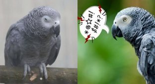 In England, zoo staff are trying to stop parrots from swearing (2 photos)