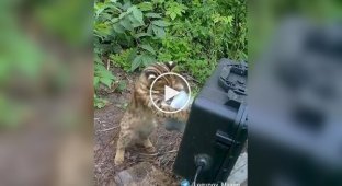 A wild kitten plays with a camera trap