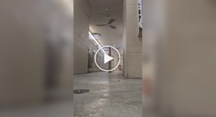 Гудини на четырех лапах: пес сумел обмануть охрану и сбежать из собачьего приюта